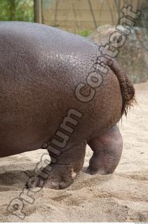 Hippo 0025